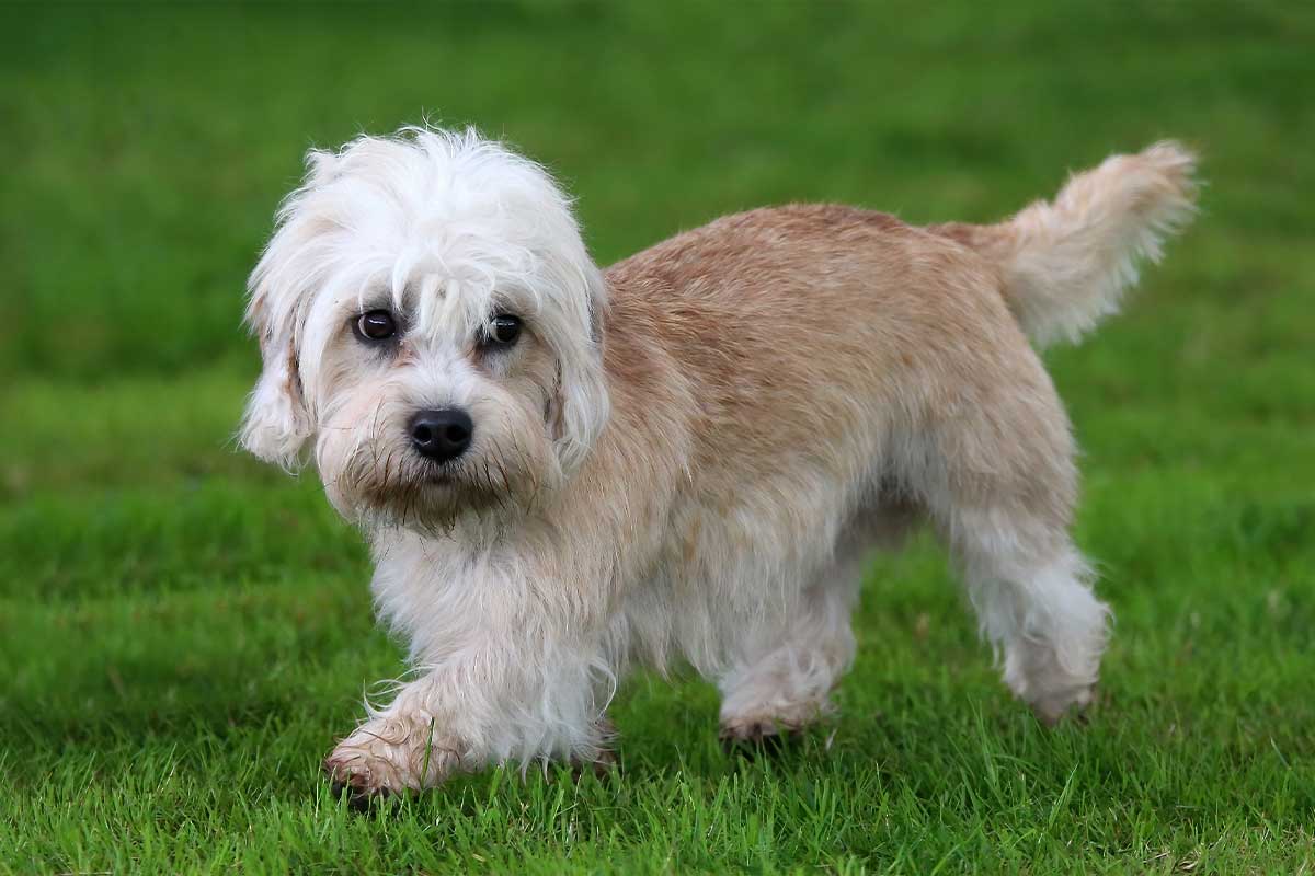 Dandie Dinmont Terrier